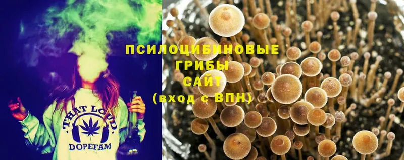 Псилоцибиновые грибы Cubensis Зуевка